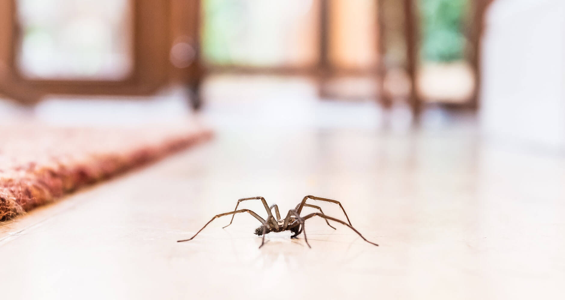 Physical Impact Of Vacuuming Spiders