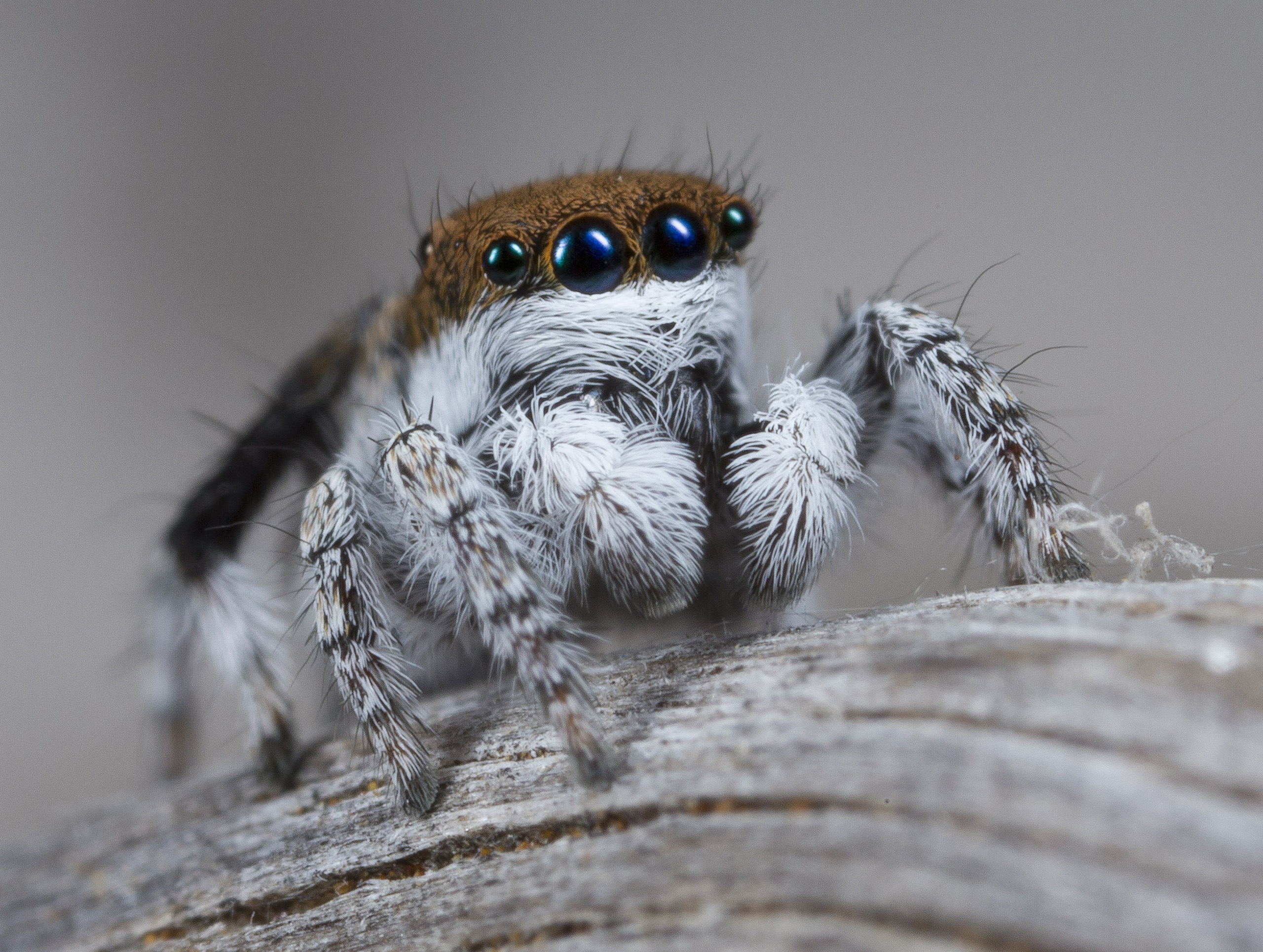 Popularity Of Cute Spiders