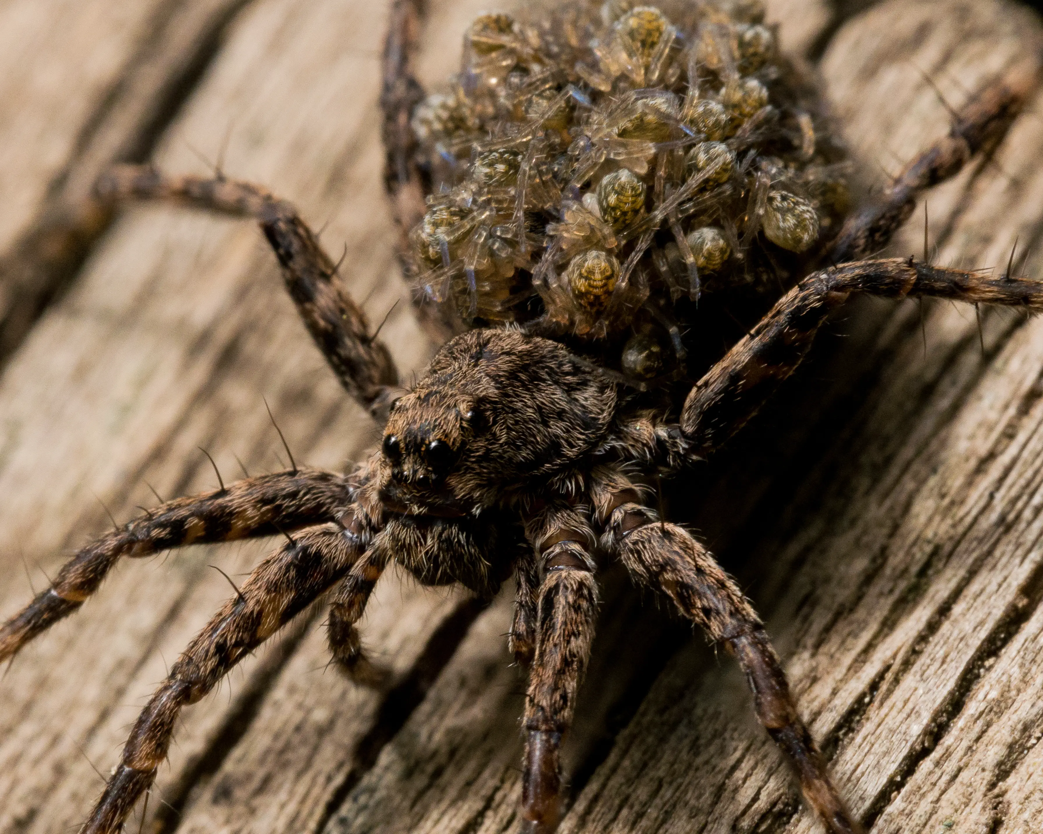 Potential Risks Of Spiders Carrying Their Babies On Their Back