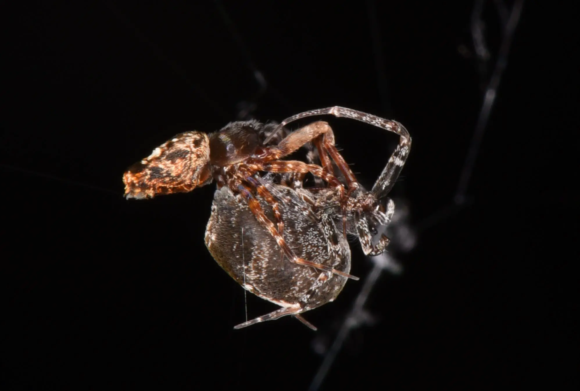 Practical Considerations For Spider Sex Determination