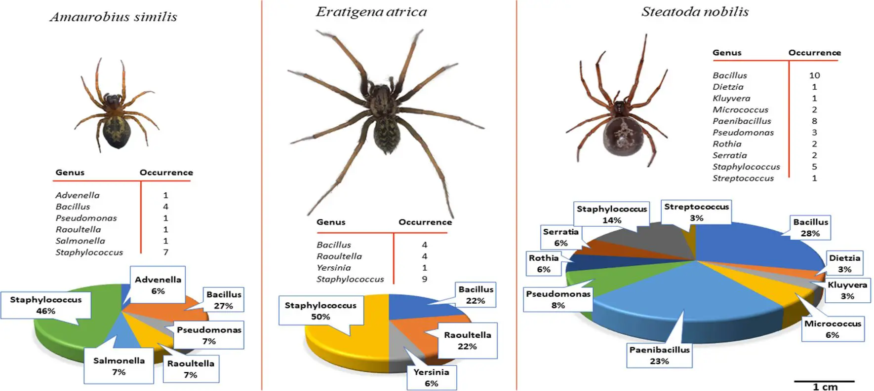Prevalence Of Spiders In The U.S.