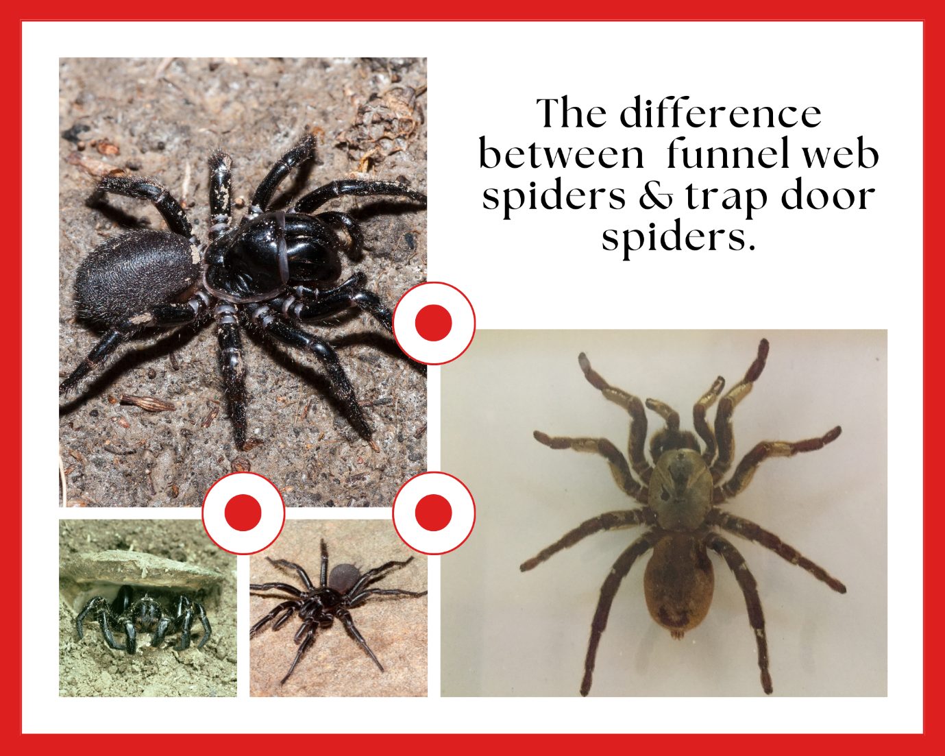 Prevention And Deterrents For Funnel Web Spiders