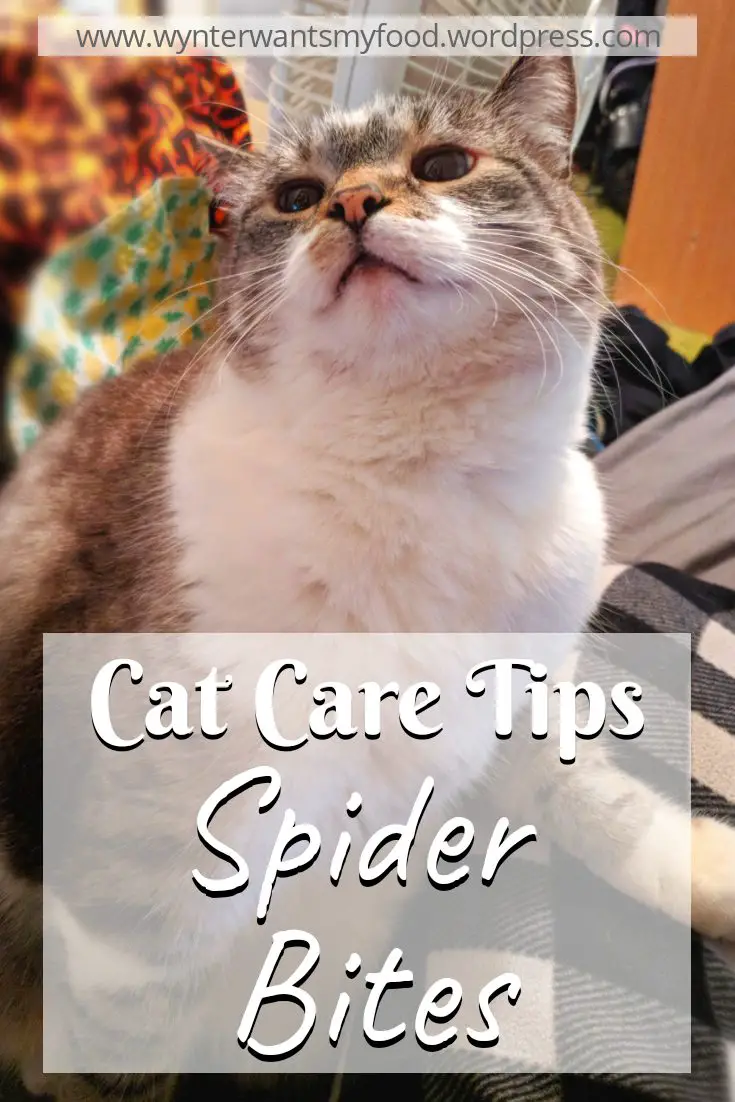 Prevention Of Spider Bites On A Cat