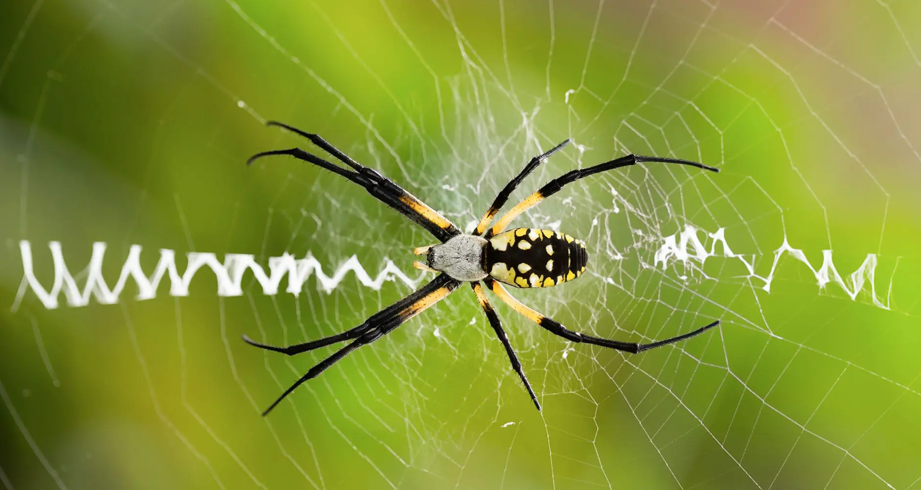 Prevention Tips For Orb Weaver Spiders