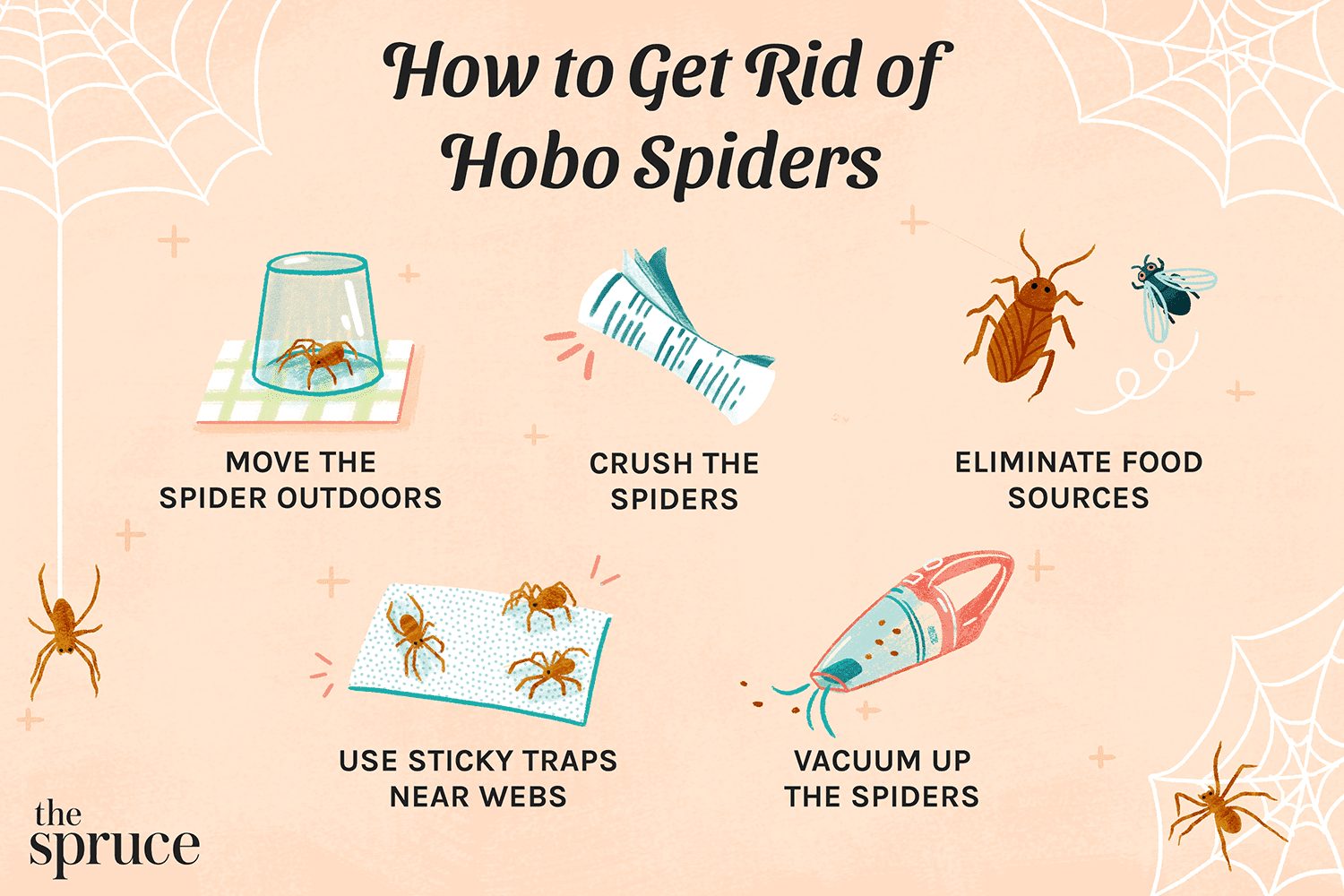 Problems Associated With The Diet Of Hobo Spiders