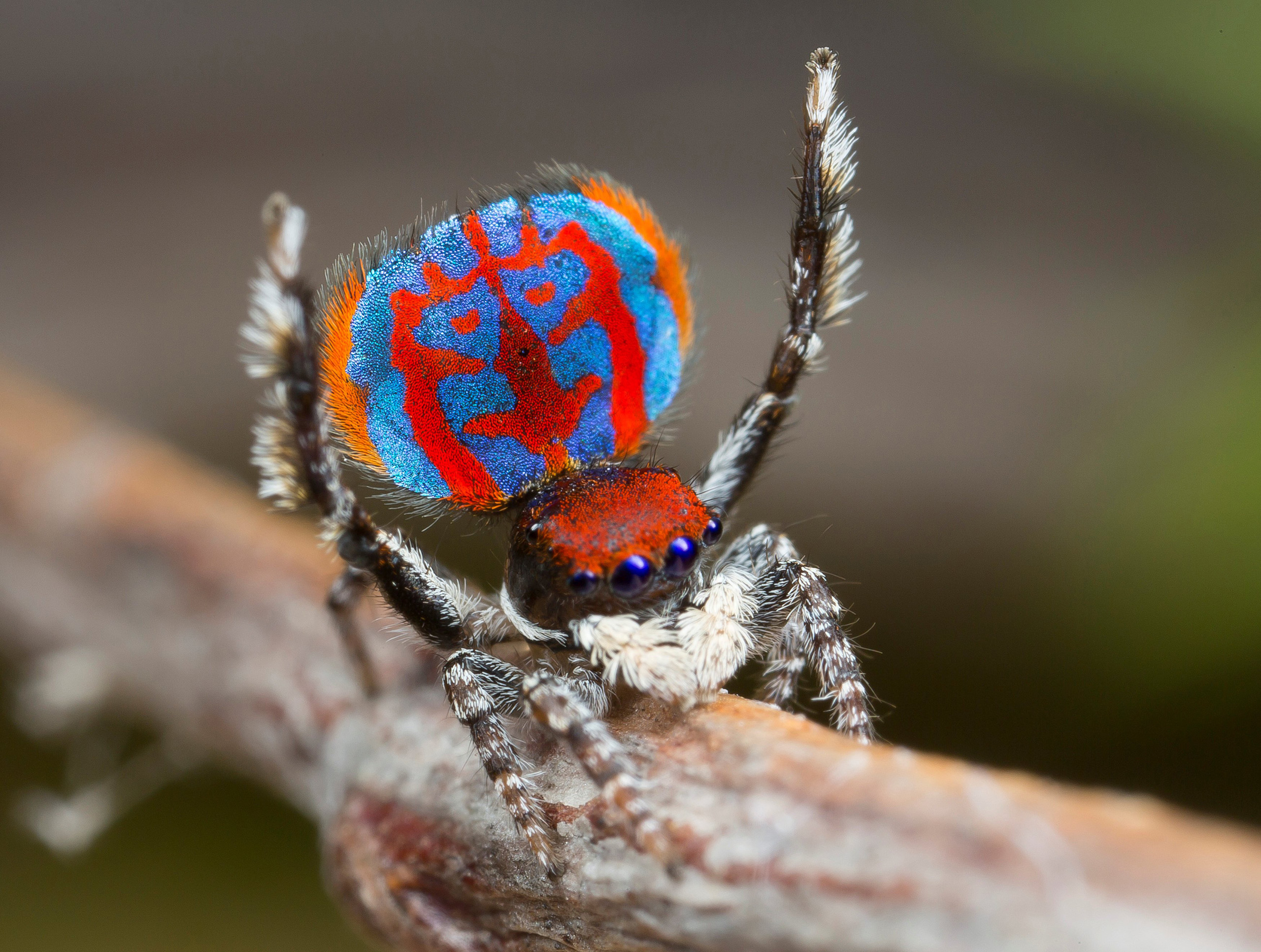 Range Of Peacock Spider