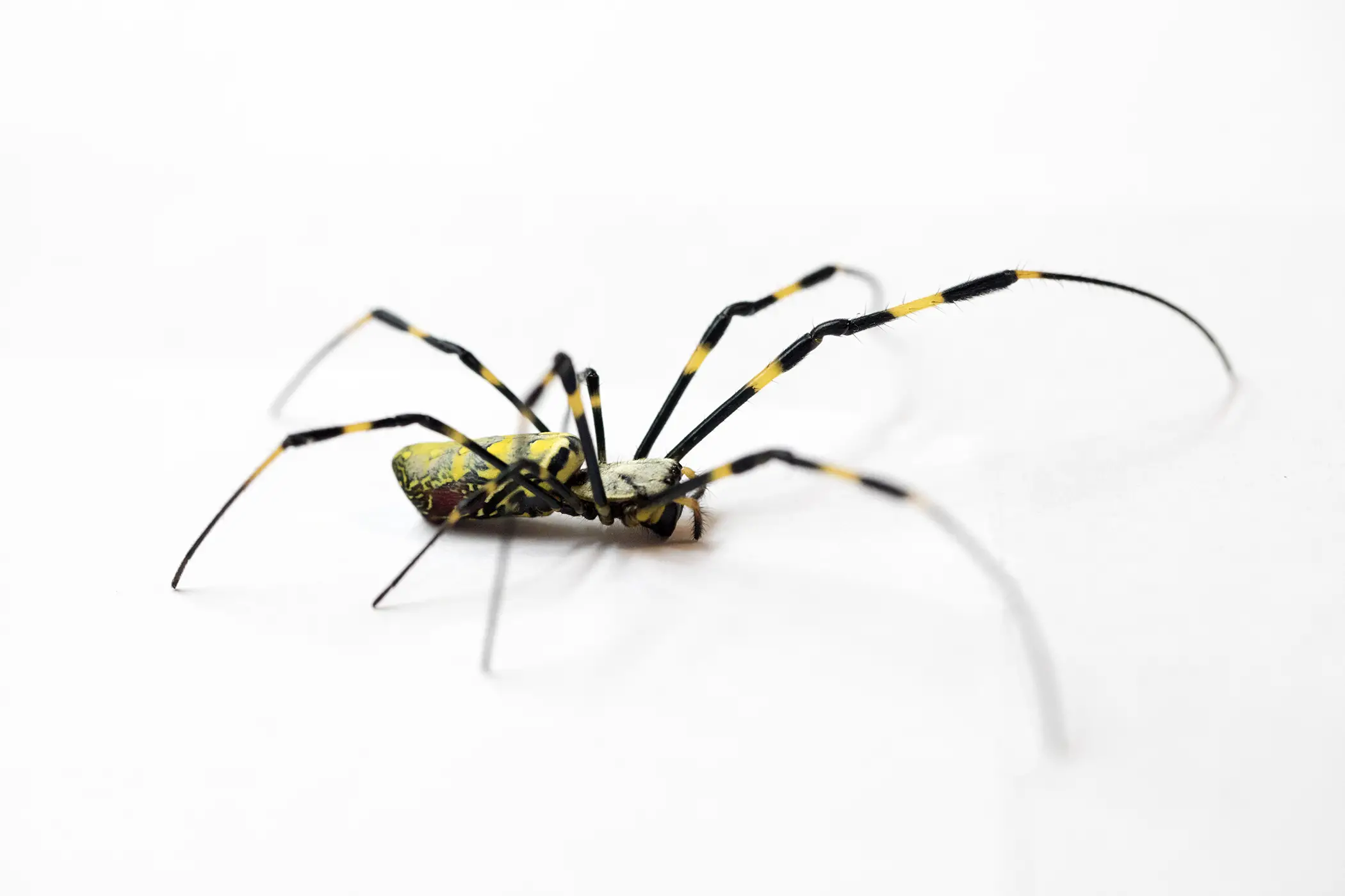 Reproduction Of Black Spiders With White Spots