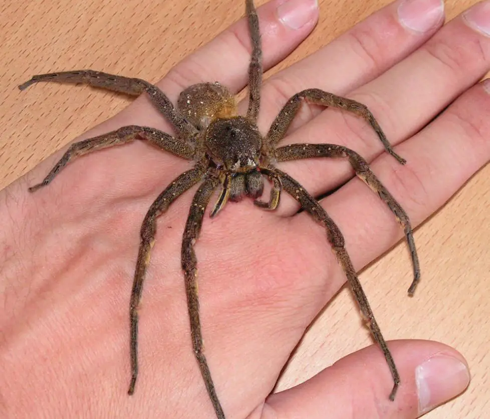 Scariest Spider Species