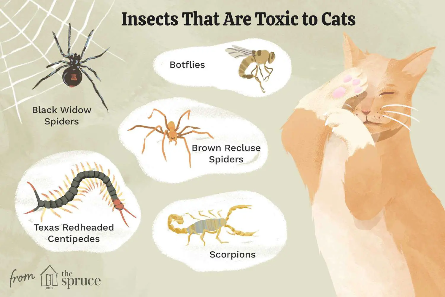 Signs And Symptoms Of A Spider Bite On A Cat