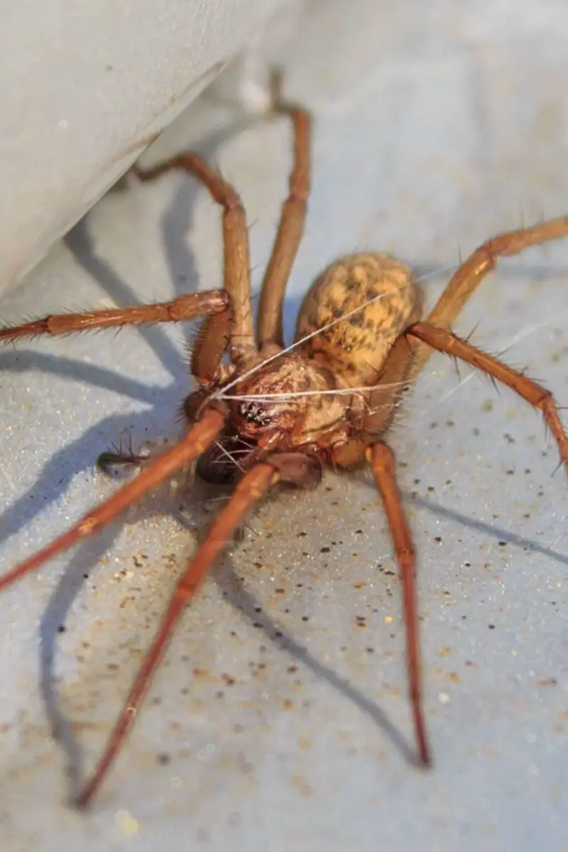 Signs Of Hobo Spiders In Your Home