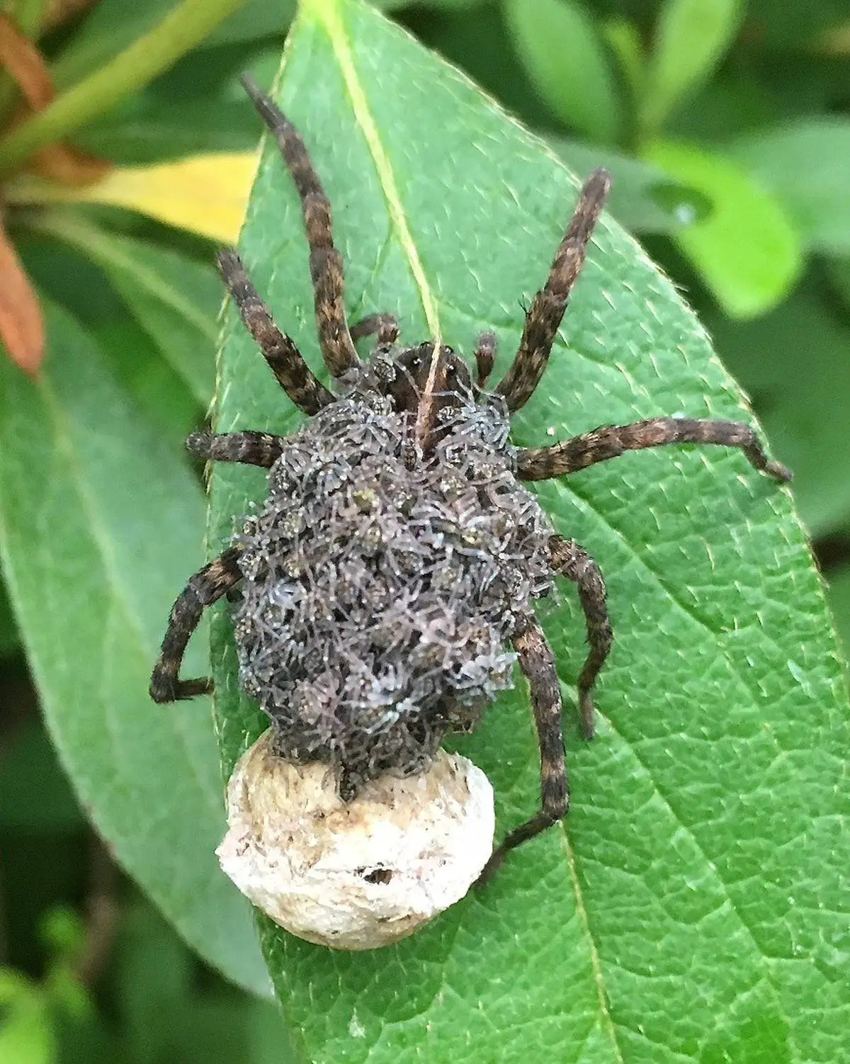 Species Of Spiders That Carry Their Babies On Their Back