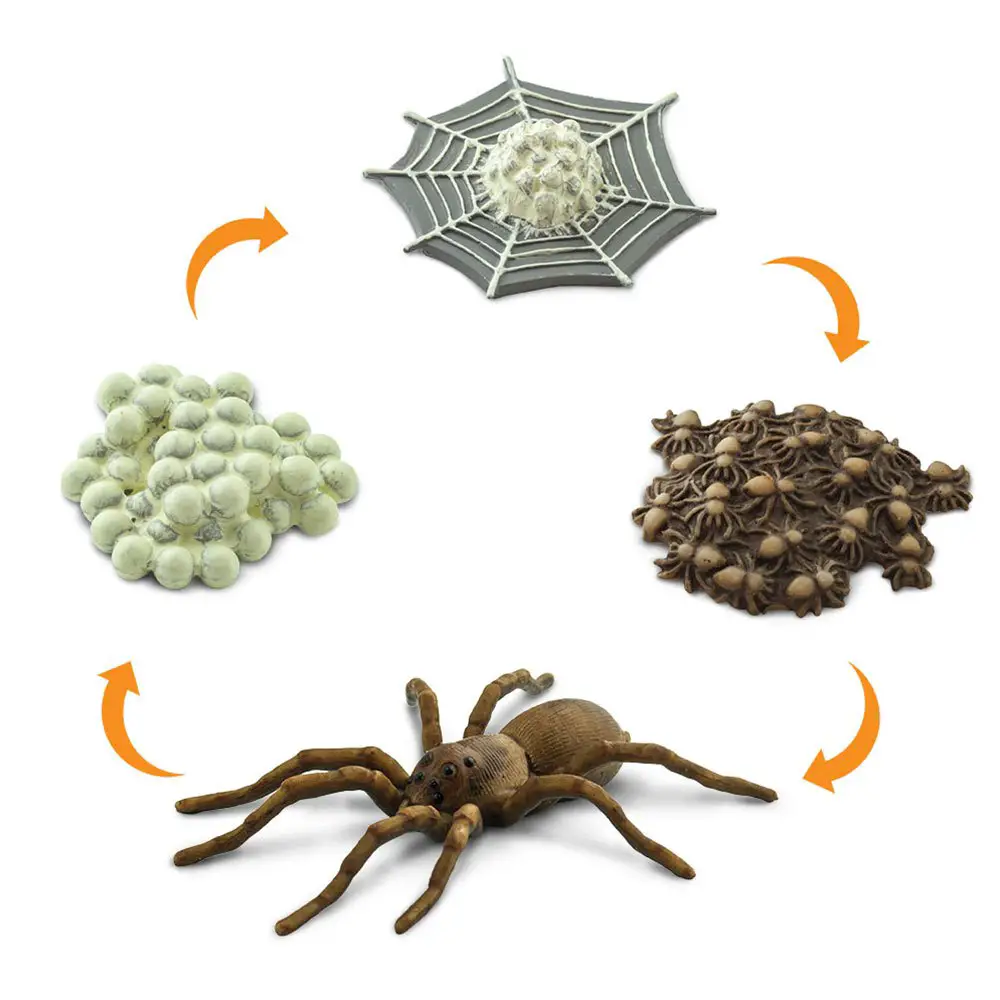 Spider Reproduction Cycle