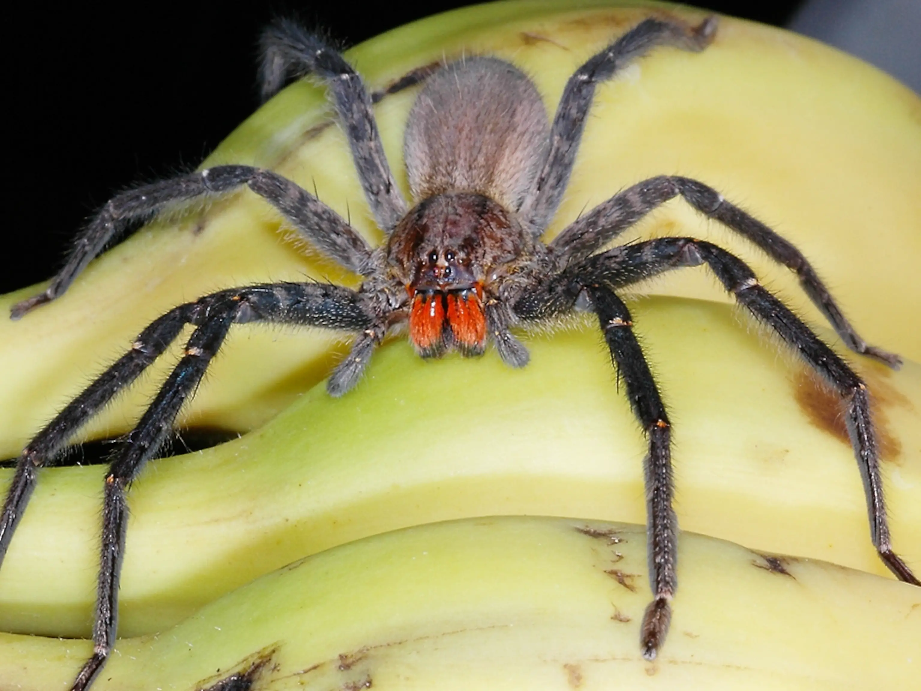 Spiders And Bananas