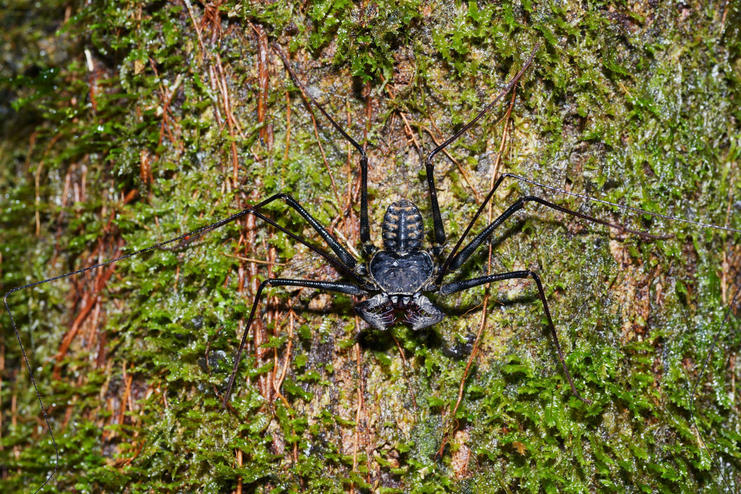 Spiders That Hide In Unusual Locations