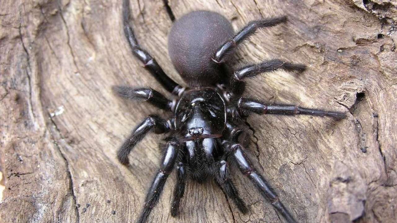 The Dangers Of Funnel Web Spiders