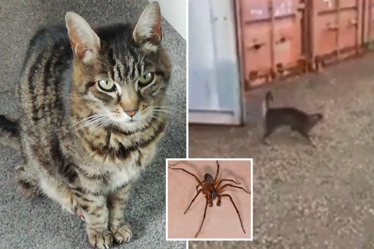 The Possible Reasons Why Cats Eat Spiders