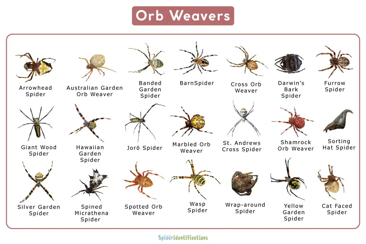 Types Of Orb Weaver Spiders