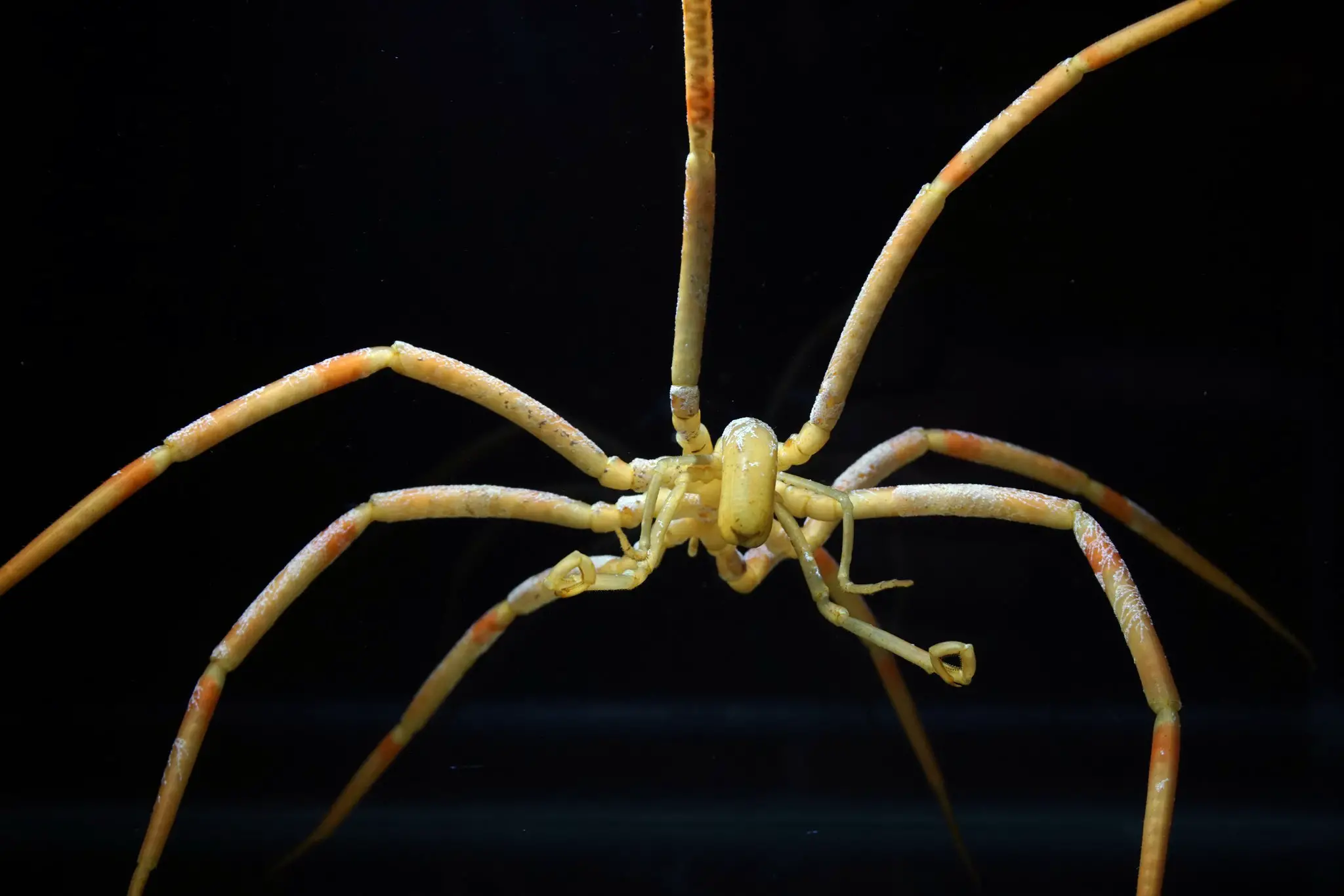 Types Of Sea Spiders