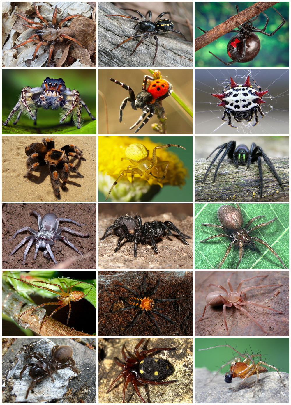 Types Of Spiders