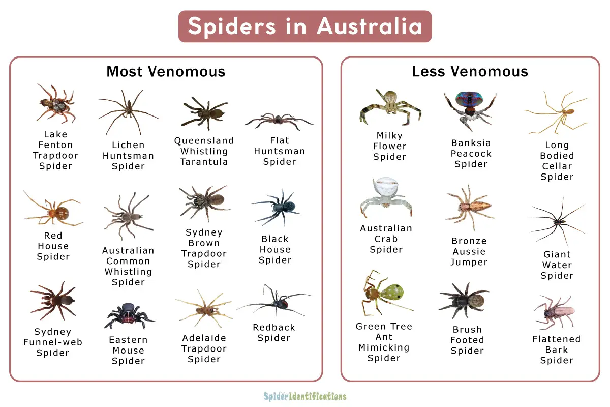 Types Of Spiders In Australia