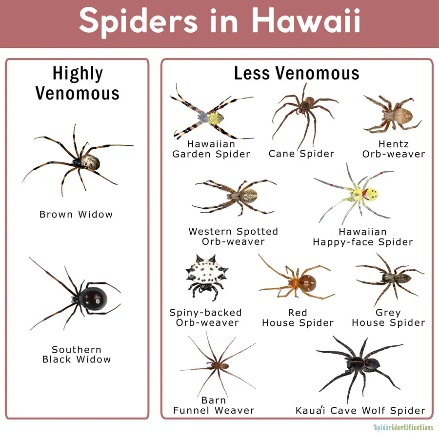 Types Of Spiders In Hawaii