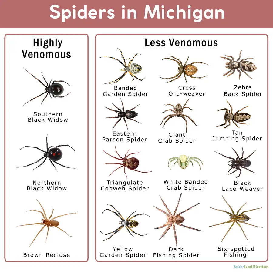 Types Of Spiders In Michigan