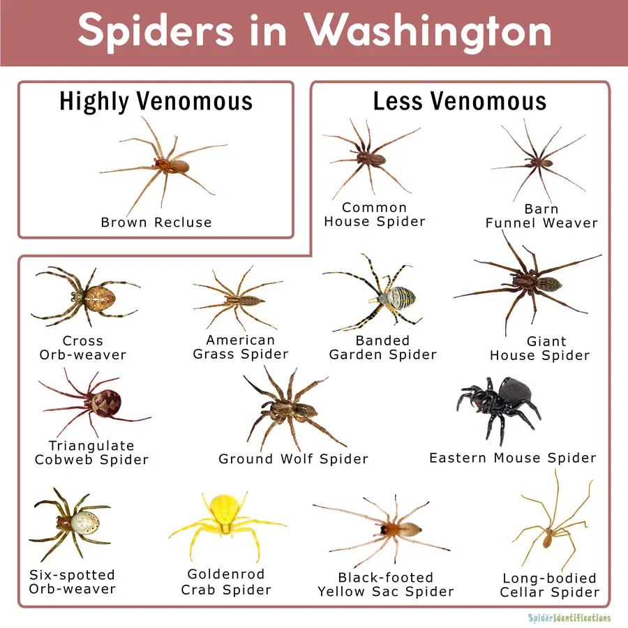 Types Of Spiders In Washington State