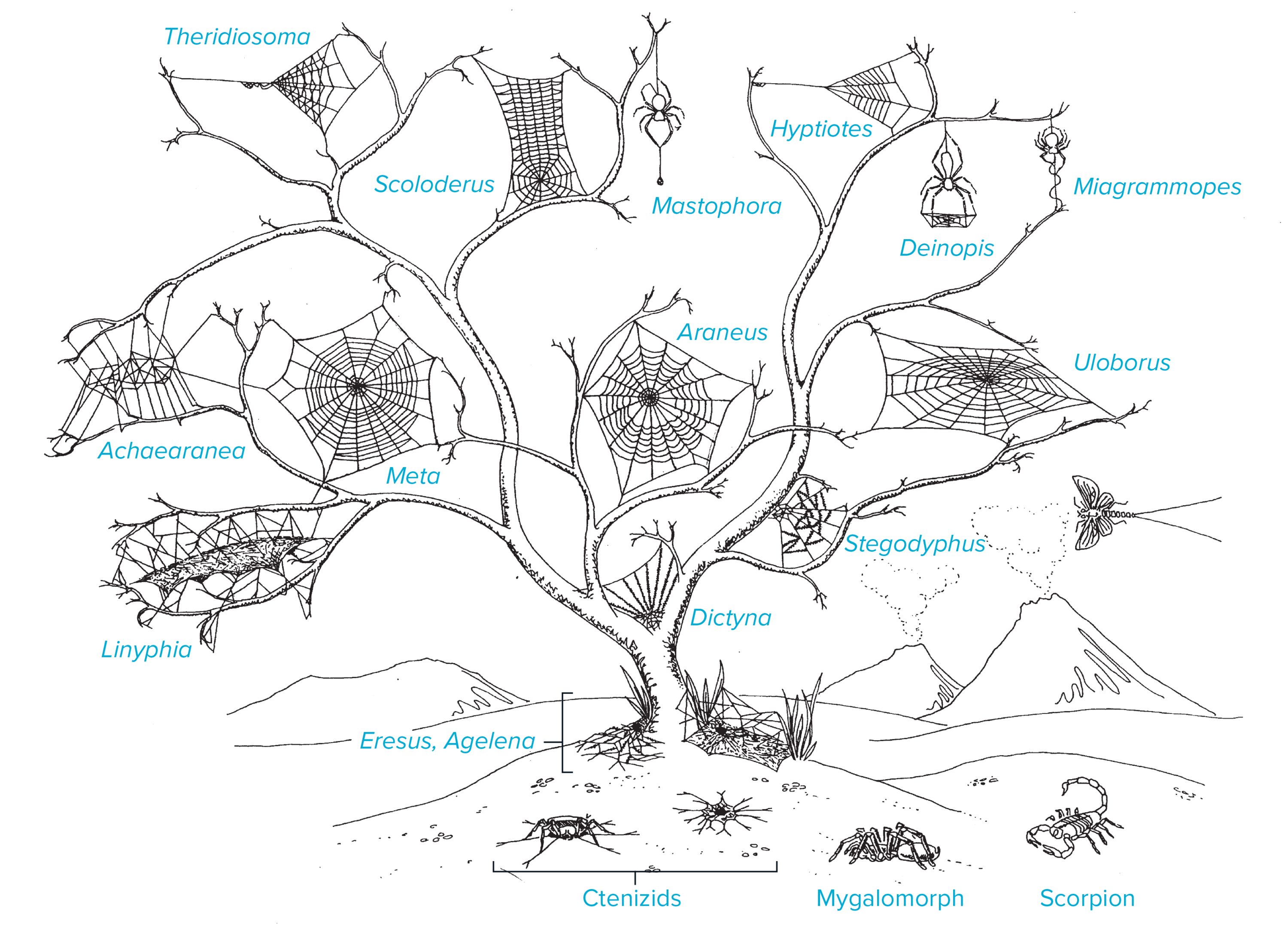 Types Of Webs
