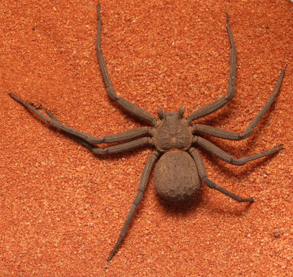 Venomous Nature Of Six-Eyed Sand Spider