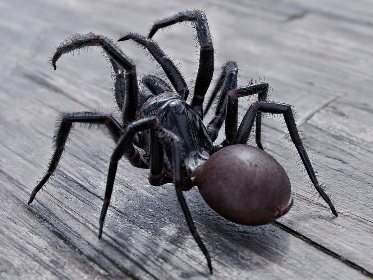 Venomous Spiders In Australia
