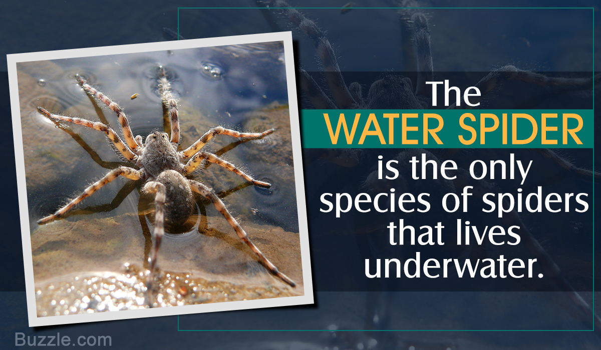 Water Spider Behavior