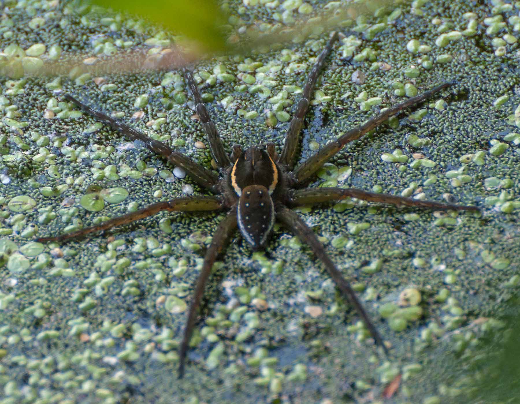 Water Spider Habitats