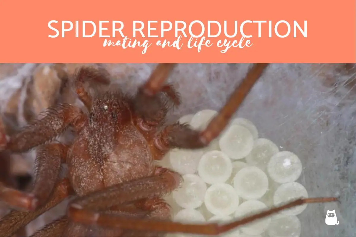 Water Spider Reproduction