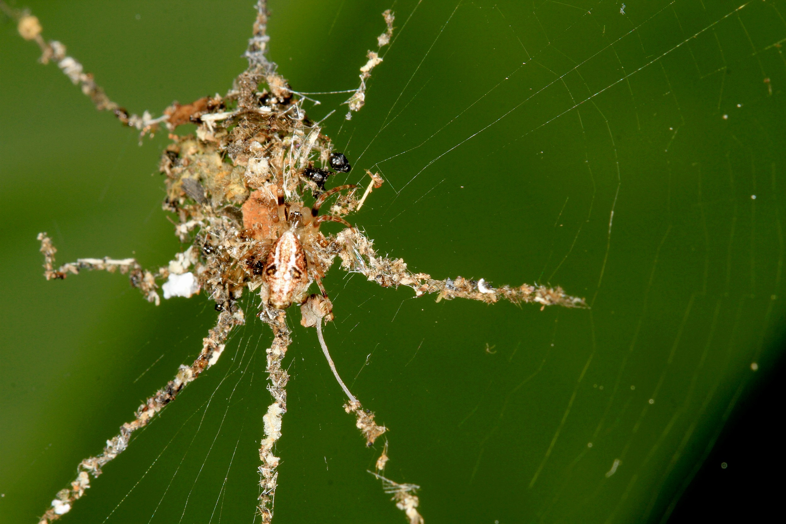 Web-Building Spiders