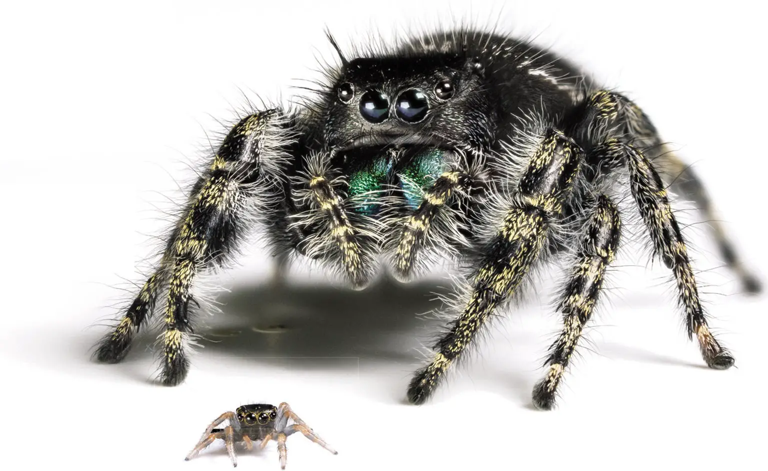 What Are Baby Spiders Called?