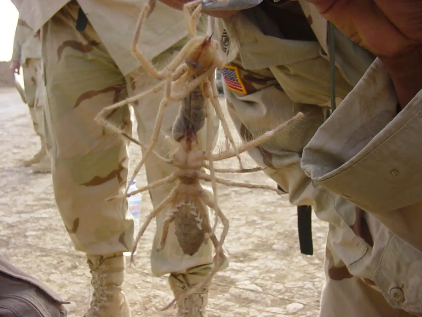 What Are Camel Spiders?