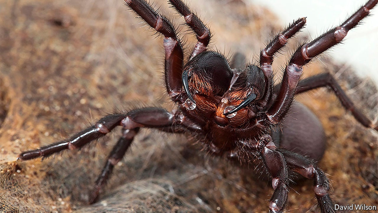 What Are Funnel Web Spiders?
