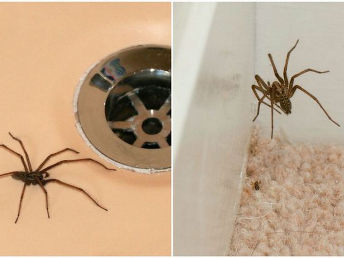 What Attracts Spiders To Homes In Summer?