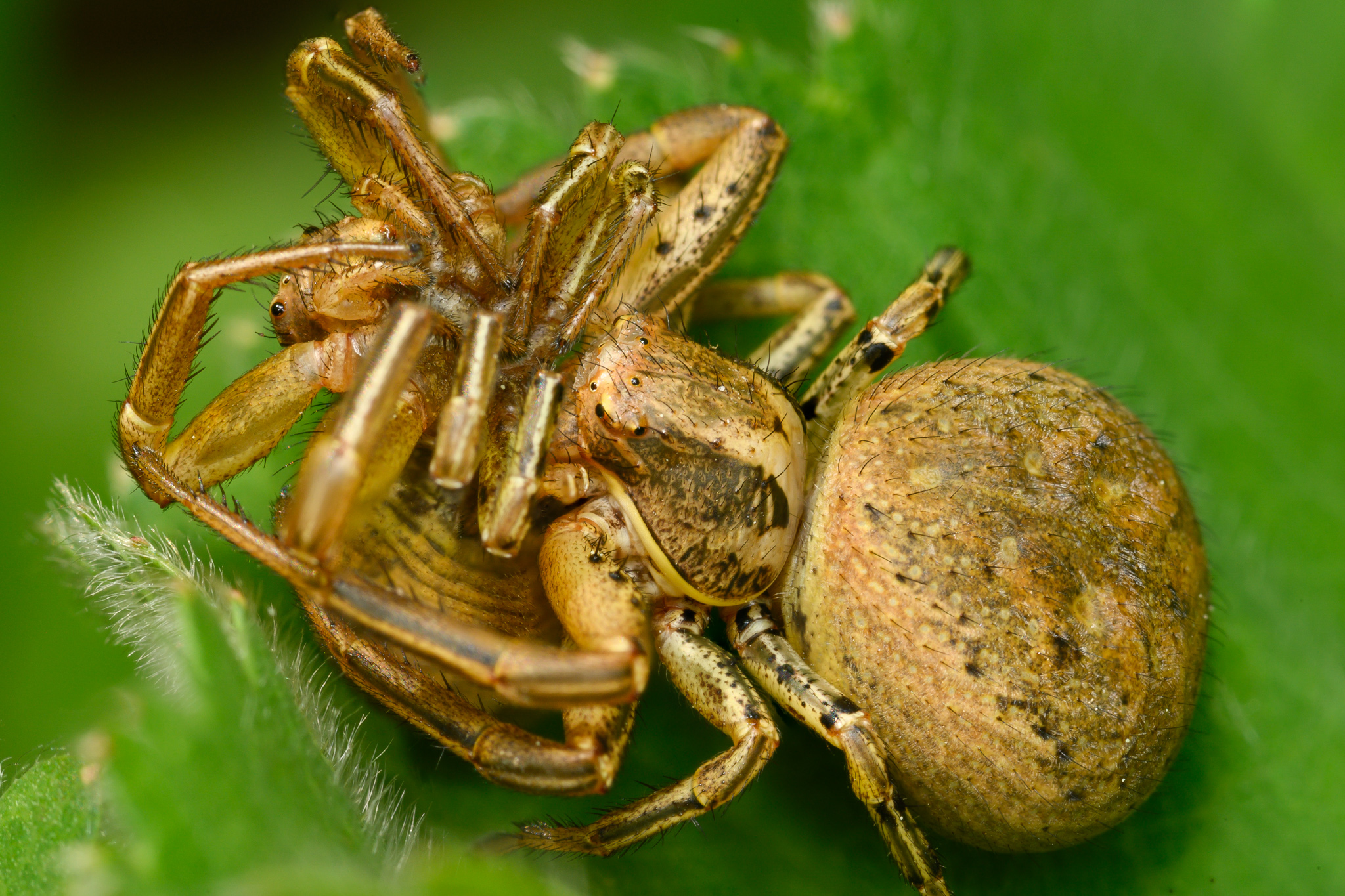 What Do Crab Spiders Eat?