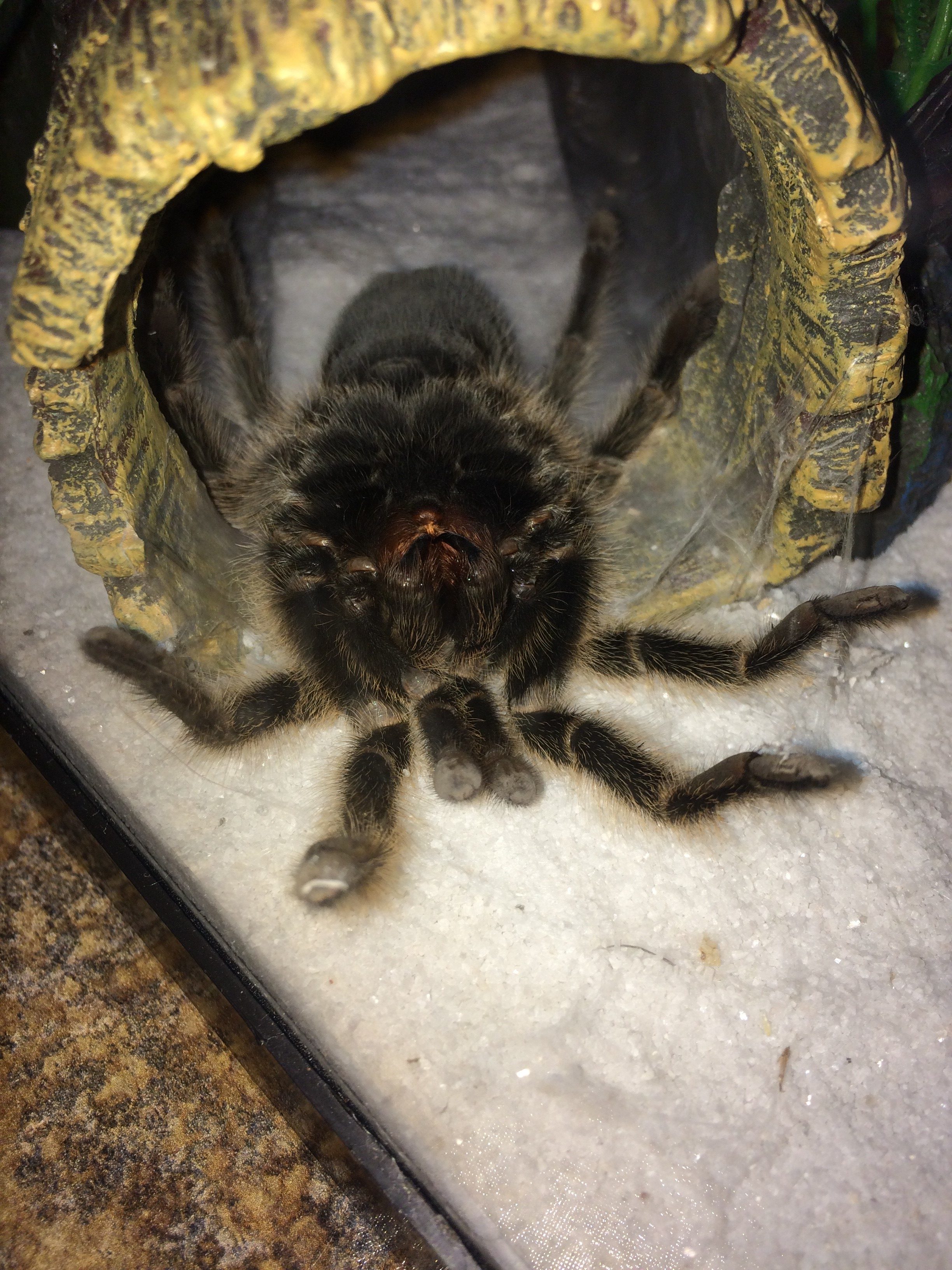 What Happens During Molting?