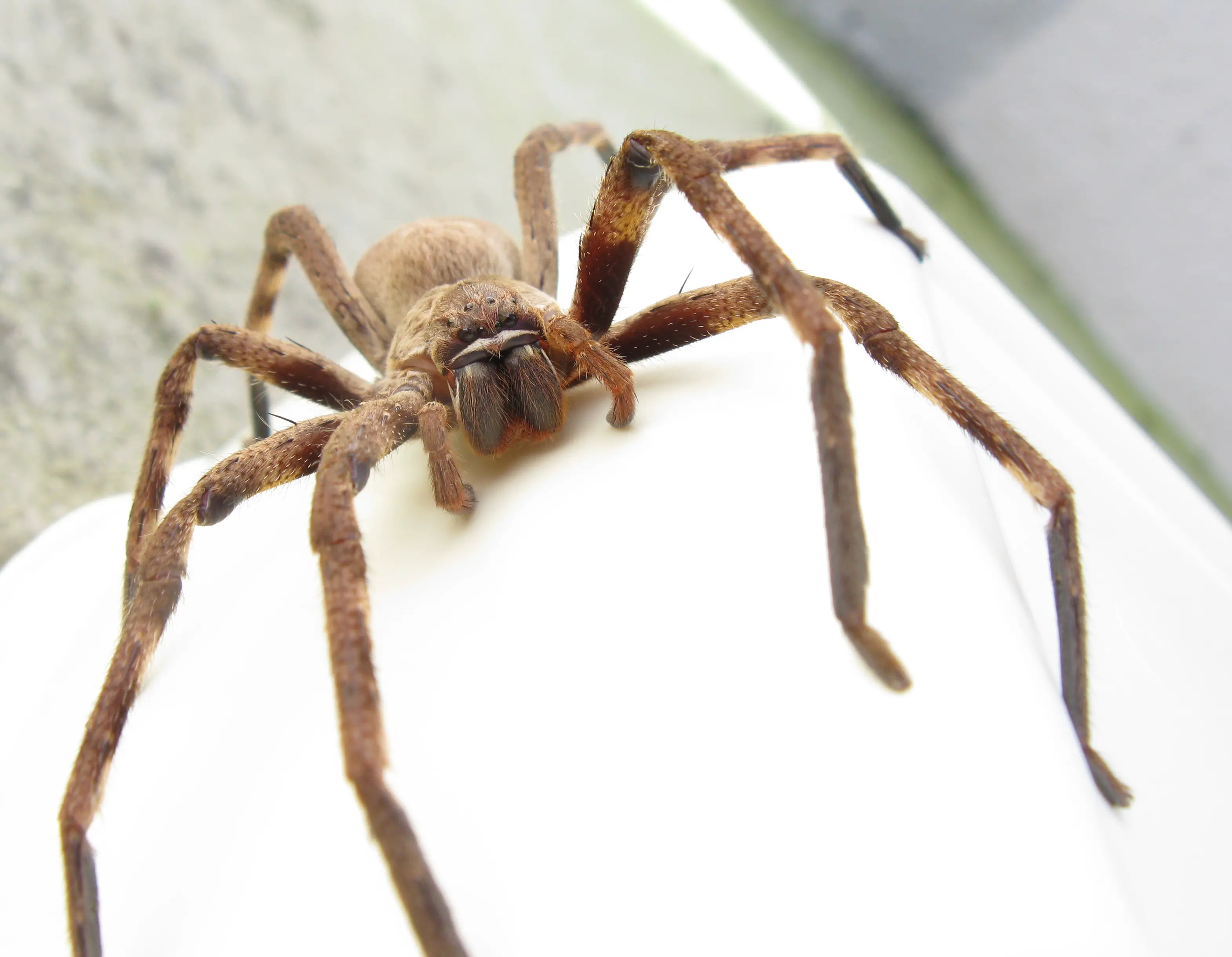 What Is A Huntsman Spider?