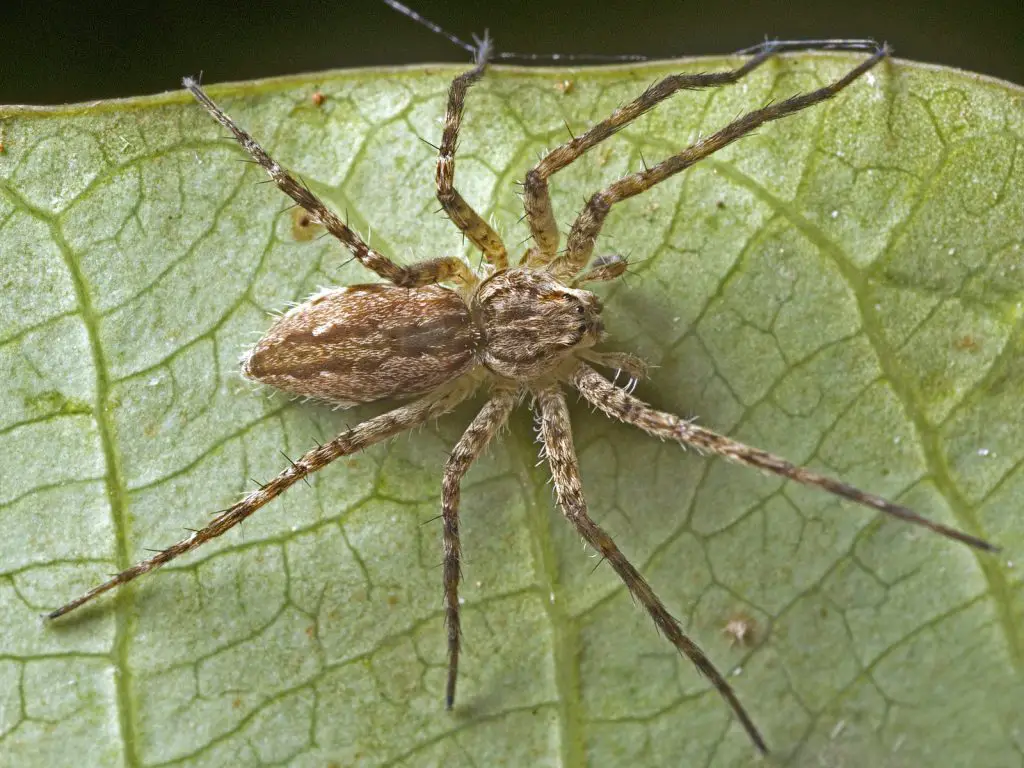 What is a Water Spider? Uncovering the Mystery of the LittleKnown