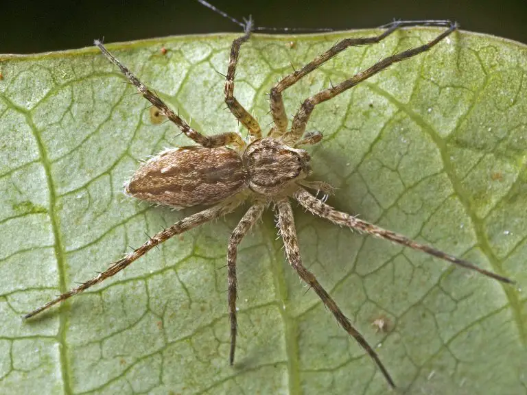 What is a Water Spider? Uncovering the Mystery of the Little-Known ...