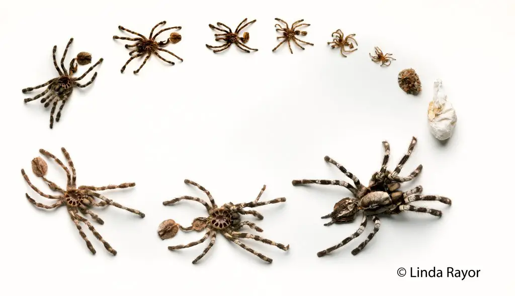 Why Do Spiders Molt? Unveiling the Mysterious World of Spider Molting!