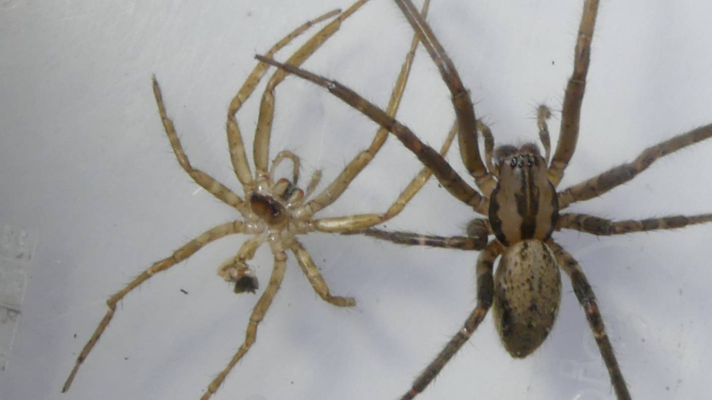 Why Spiders Are A Problem In Sheds