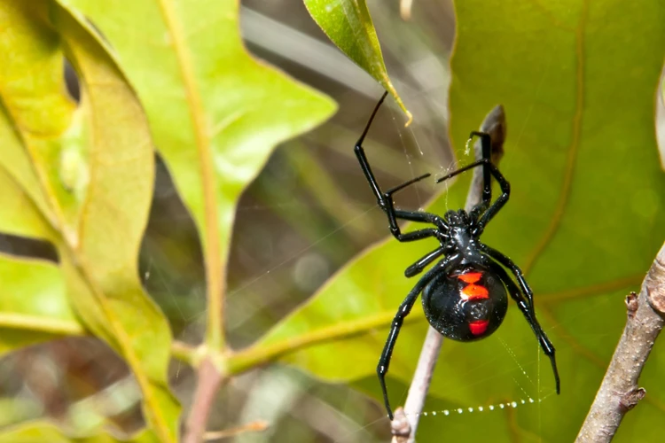 the-relationship-between-habitat-destruction-and-black-widow-spider