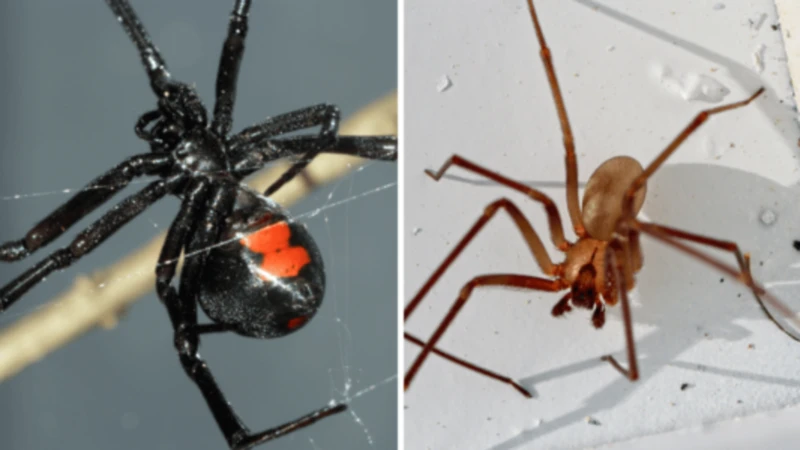 Comparison of Black Widow Spider Bites with Other Venomous Spiders