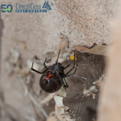 5 Tips For Sealing Your Home From Black Widow Spiders