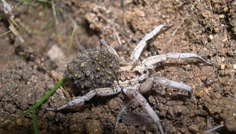 Aberrant Mating Behaviors