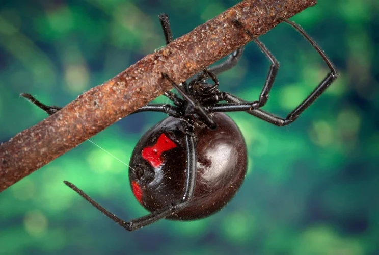 Actual Chances Of Being Bitten By A Black Widow Spider